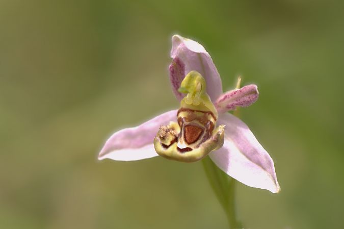 Ophrys apifera var. patinata  - Jean Valentin