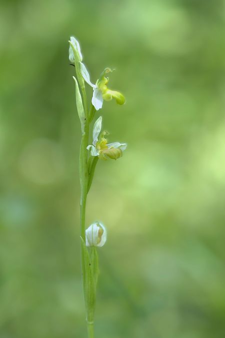 Ophrys apifera f. chlorantha  - Jean Valentin