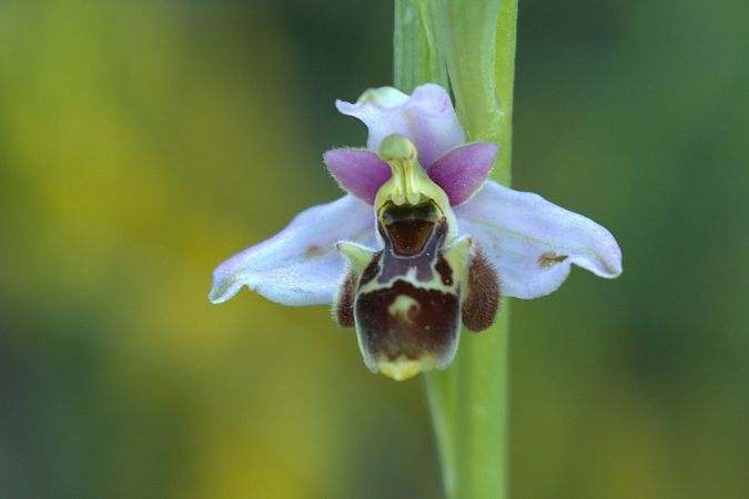 Ophrys gresivaudanica  - Jean Valentin