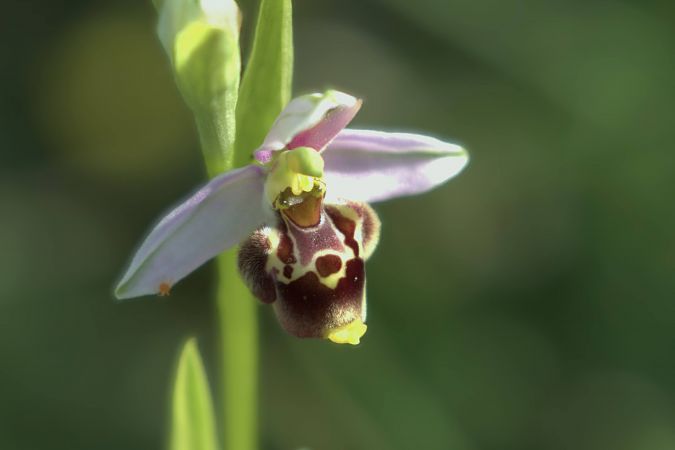 Ophrys gresivaudanica  - Jean Valentin