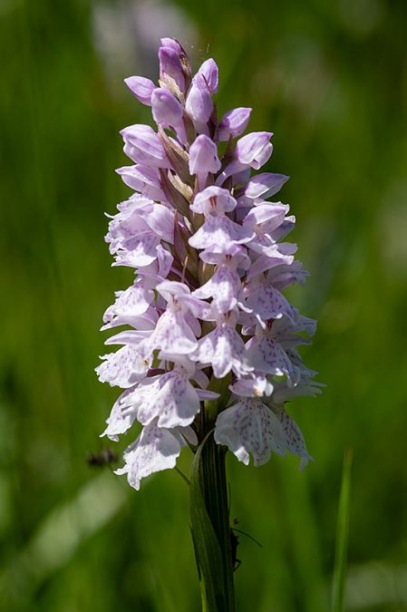 Dactylorhiza maculata  - Michel Maillier