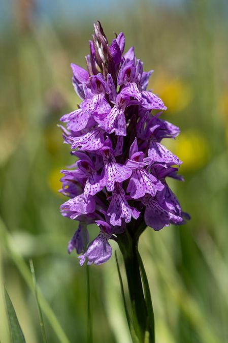 Dactylorhiza maculata  - Michel Maillier