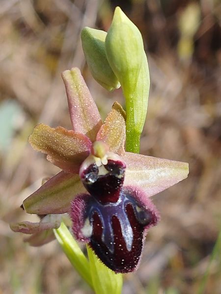 Ophrys incubacea  - Gérard Joseph