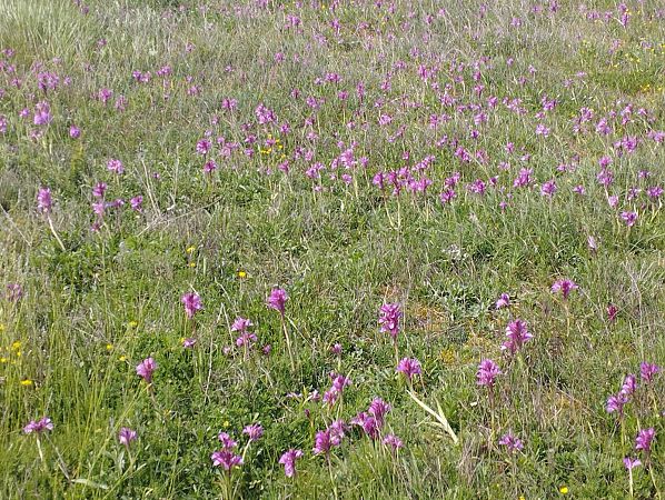 Anacamptis papilionacea var. expansa  - Gérard Joseph