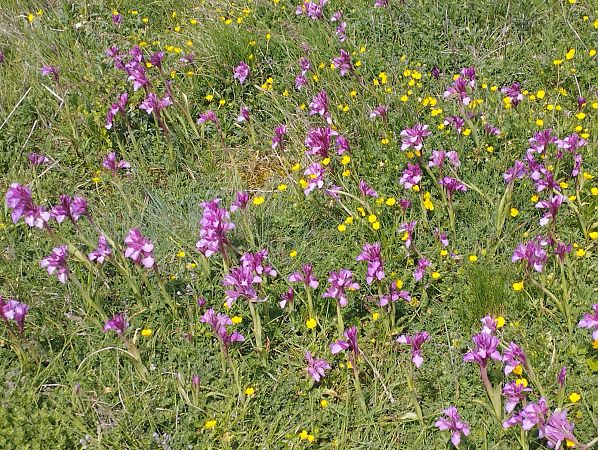 Anacamptis papilionacea var. expansa  - Gérard Joseph