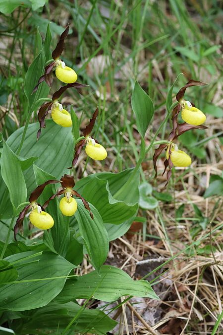 Cypripedium calceolus  - Pierre Laur-Fournié