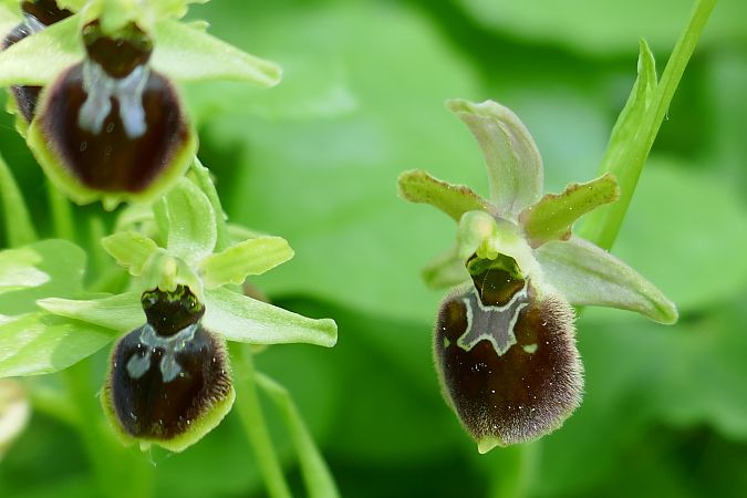 Ophrys araneola  - Pascale Chevalier