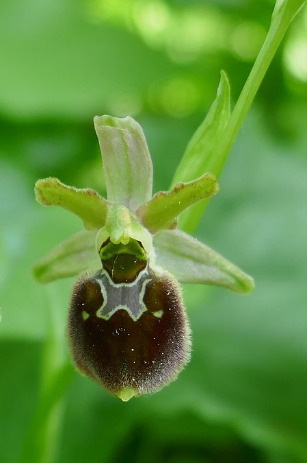 Ophrys araneola  - Pascale Chevalier