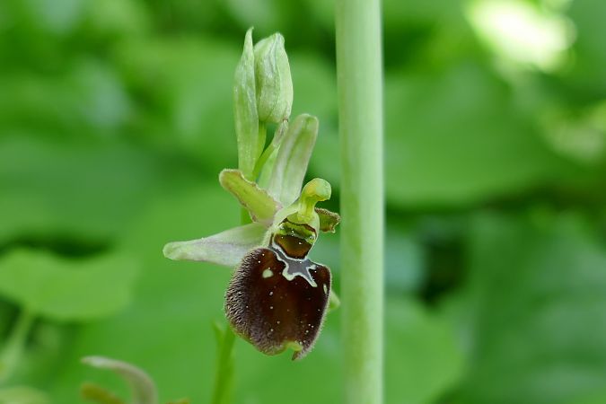 Ophrys araneola  - Pascale Chevalier