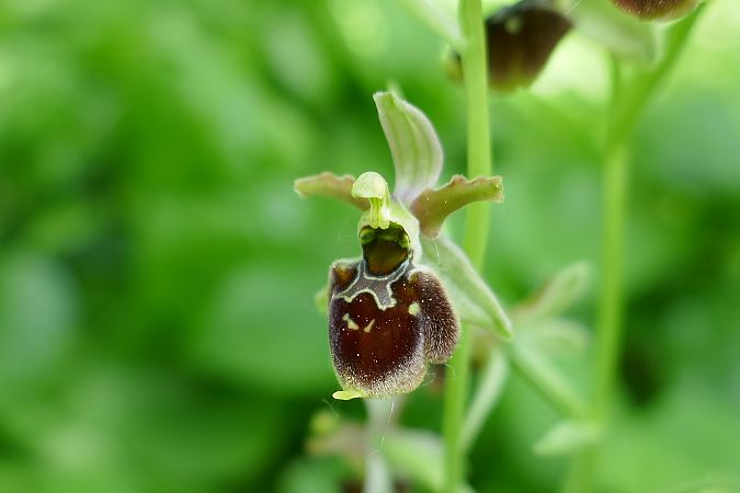 Ophrys araneola  - Pascale Chevalier