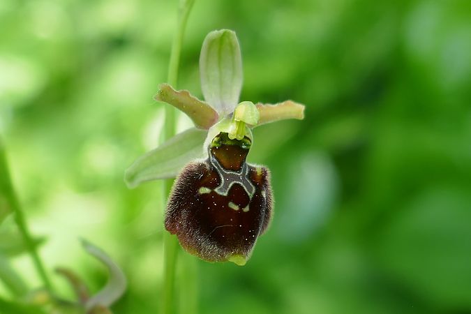 Ophrys araneola  - Pascale Chevalier