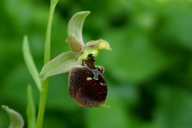 Ophrys araneola  - Pascale Chevalier