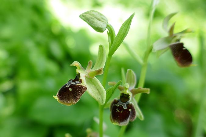 Ophrys araneola  - Pascale Chevalier