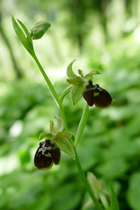 Ophrys araneola  - Pascale Chevalier