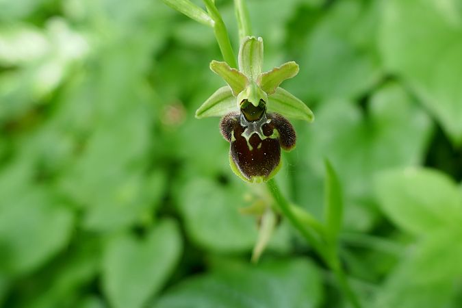 Ophrys araneola  - Pascale Chevalier