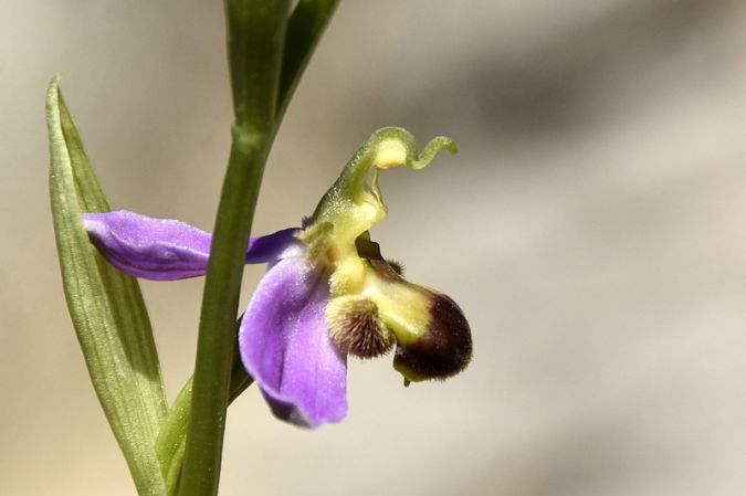 Ophrys apifera f. bicolor  - Yves Gonnet