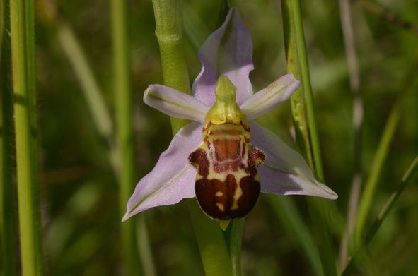 Ophrys apifera var. badensis  - Patrick Viain