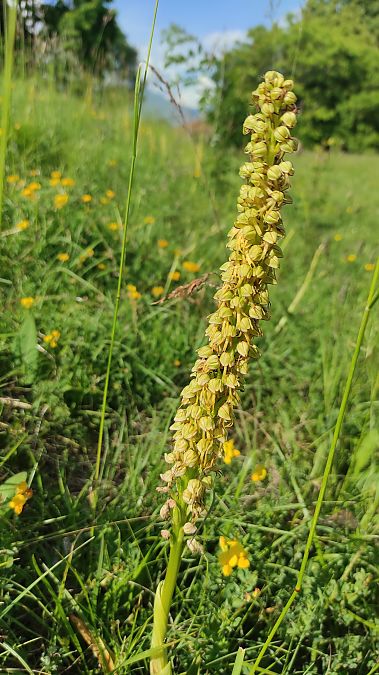 Orchis anthropophora  - Pairis Nicole