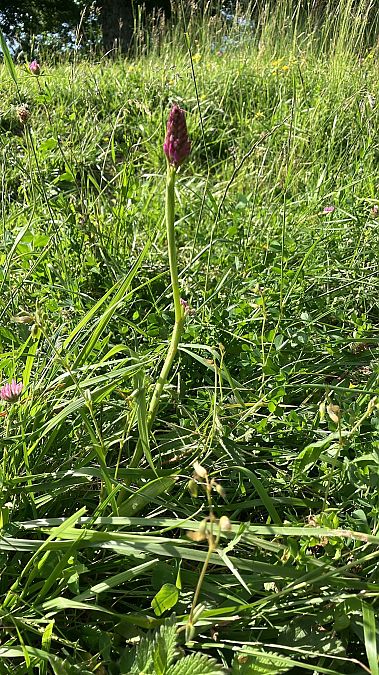 Anacamptis pyramidalis  - Pairis Nicole