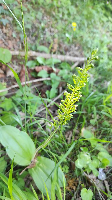 Neottia ovata  - Pairis Nicole