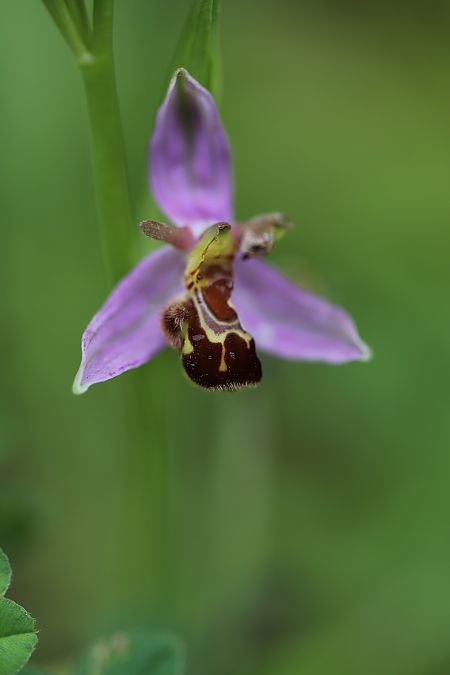 Ophrys apifera var. aurita  - Philippe Fourneret