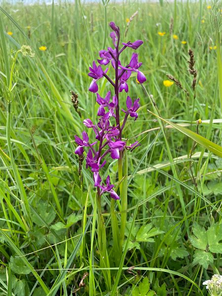 Anacamptis laxiflora  - Bernard Le Ricque