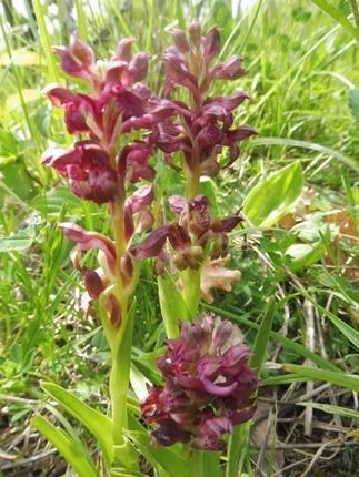 Anacamptis coriophora  - Laurent Fourneret