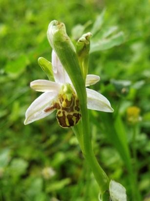 Ophrys apifera var. botteronii  - Laurent Fourneret