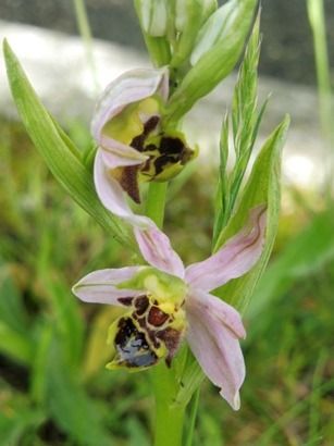 Ophrys apifera var. curviflora  - Laurent Fourneret