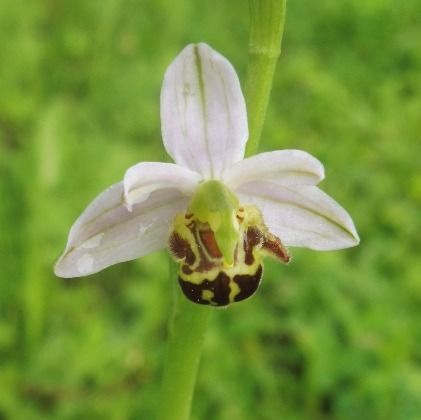 Ophrys apifera var. friburgensis  - Laurent Fourneret