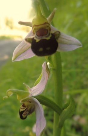 Ophrys apifera var. aurita  - Laurent Fourneret