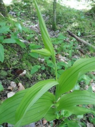 Cypripedium calceolus  - Laurent Fourneret