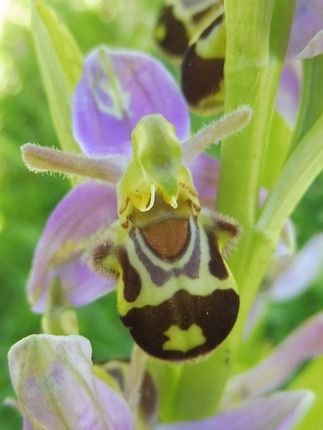 Ophrys apifera var. aurita  - Laurent Fourneret