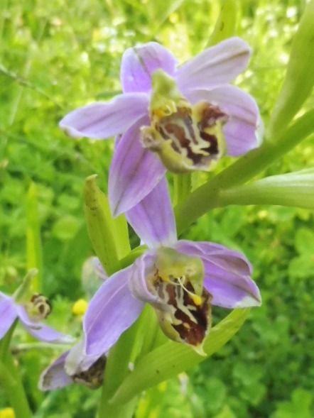 Ophrys apifera var. botteronii  - Laurent Fourneret