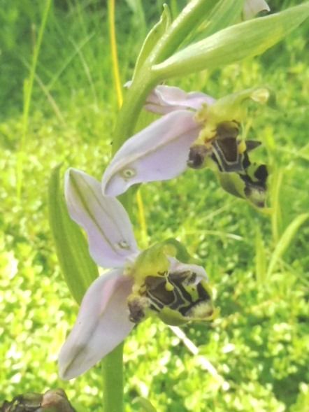 Ophrys apifera var. curviflora  - Laurent Fourneret
