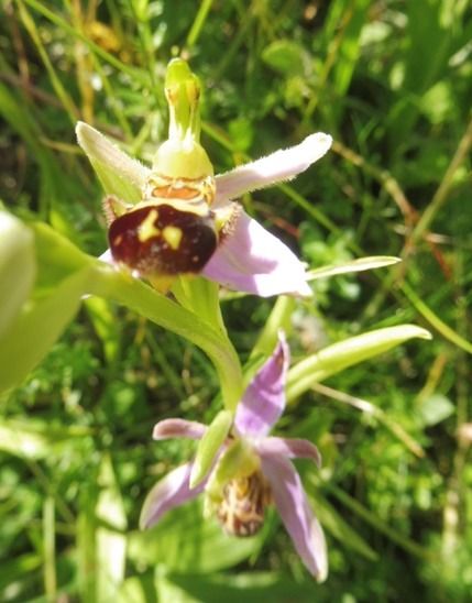 Ophrys apifera var. friburgensis  - Laurent Fourneret