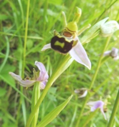 Ophrys apifera var. aurita  - Laurent Fourneret