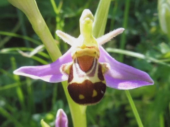 Ophrys apifera var. aurita  - Laurent Fourneret