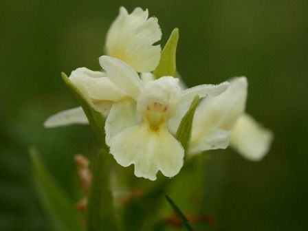 Dactylorhiza insularis  - Christian Samson