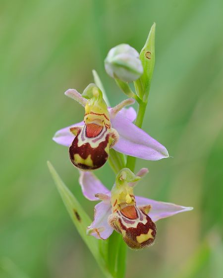 Ophrys apifera var. aurita  - François Jauzelon