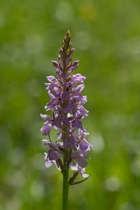 Dactylorhiza fuchsii  - François Jauzelon