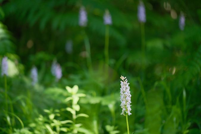 Dactylorhiza fuchsii  - François Jauzelon