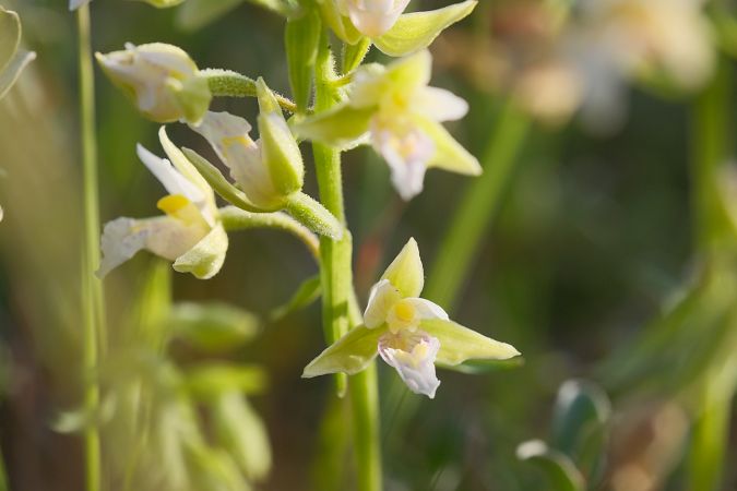 Epipactis palustris  - François Jauzelon