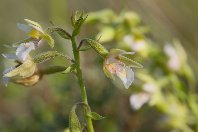 Epipactis palustris  - François Jauzelon