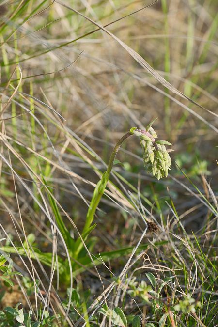 Epipactis palustris  - François Jauzelon