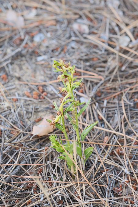 Epipactis phyllanthes  - François Jauzelon