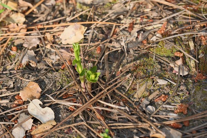 Epipactis phyllanthes  - François Jauzelon