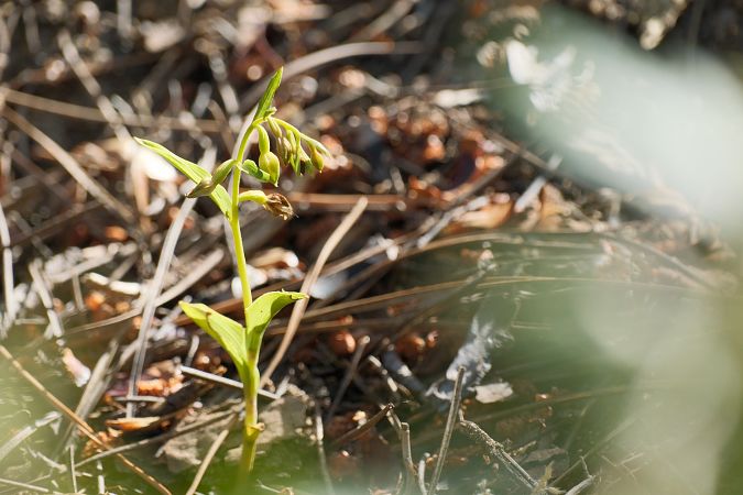 Epipactis phyllanthes  - François Jauzelon