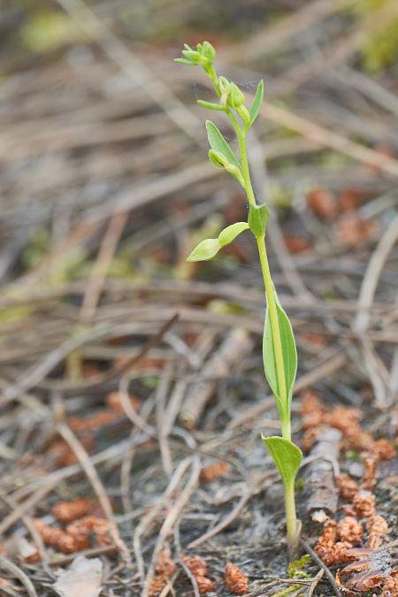 Epipactis phyllanthes  - François Jauzelon