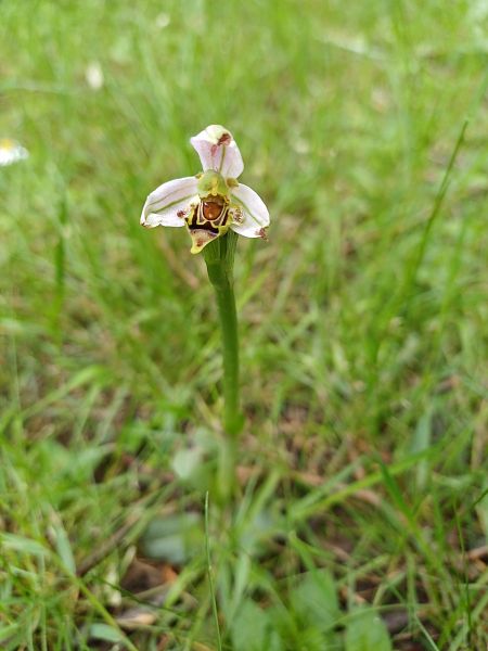 Ophrys apifera var. curviflora  - Léa Lavigne